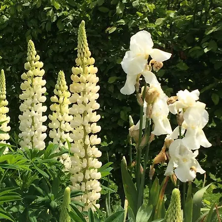 Cote Jardin Hébergement de vacances *
